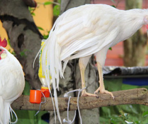 Trào lưu kinh doanh gà độc, lạ cho năm Đinh Dậu