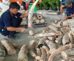 Việt Nam là điểm trung chuyển của đường dây buôn lậu ngà voi