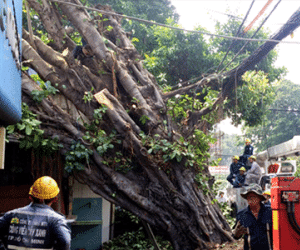 Cổ thụ bật gốc đè 2 nhà ở Sài Gòn