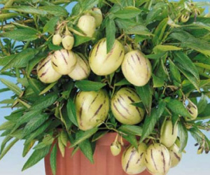 Những chậu cảnh "hàng độc" cho Tết Đinh Dậu