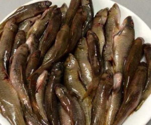 Nồi tép đồng miền Tây bay cả ngàn km ra Hà Nội