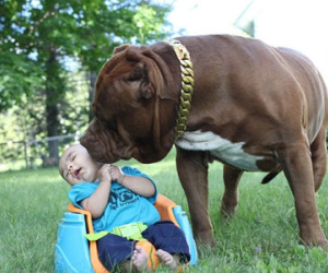 Cặp vợ chồng trẻ để chó pitbull 76kg trông con 3 tháng tuổi