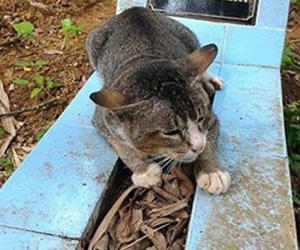 Chú mèo nằm bên mộ chủ suốt một năm không rời