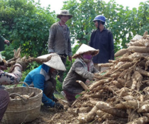 Giá 60 kg mì = 1 tô phở