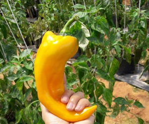 Ớt khổng lồ nửa kg một trái trồng không kịp bán