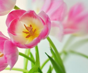 Tử vi thứ sáu ngày 4/11 của các cung hoàng đạo
