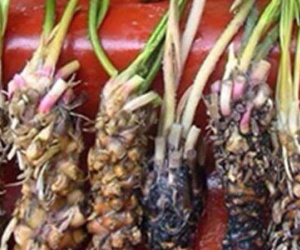 Củ súng: Dược liệu quý giúp nam giới "yêu" không biết mệt