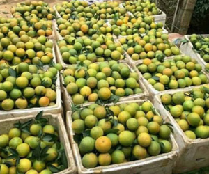 3 loại quả đặc sản vào vụ, giá dưới 50.000 đồng/kg
