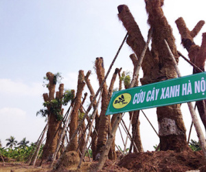 Cận cảnh khu vườn nghỉ dưỡng của các "cụ cây" Kim Mã