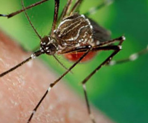 Khánh Hòa thêm người nhiễm Zika, 3 người chết vì sốt xuất huyết