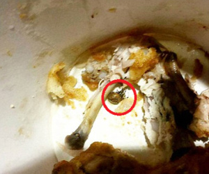 Gà rán KFC "tẩm ướp gia vị lạ" khiến thai phụ ở tháng thứ 7 ngộ độc suốt ba ngày