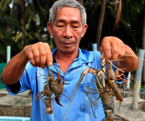 Người nuôi tôm hùm thiệt hại trăm tỷ do mưa lũ