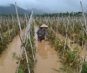 Tiền tỷ trôi theo lũ ở vùng trồng rau lớn nhất nước