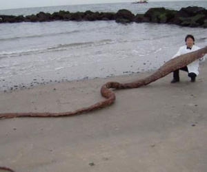 Phát hiện xác "quái vật biển" ở Nhật Bản