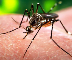 Phần lớn người nhiễm virus Zika không có triệu chứng