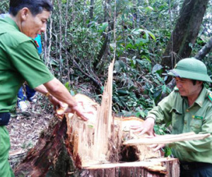 Kỷ luật Đảng tổ chức, cá nhân liên quan vụ phá rừng pơmu