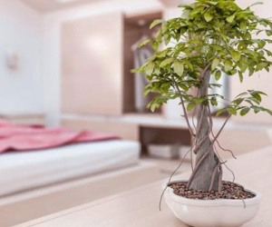 Vị trí đặt cây cảnh phong thủy cho tiền trôi vào túi