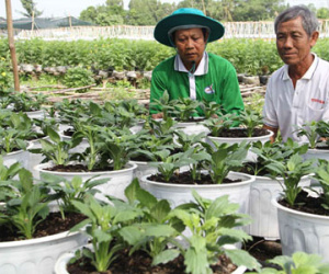 Hoa kiểng mới, lạ, độc đáo ra thị trường dịp tết