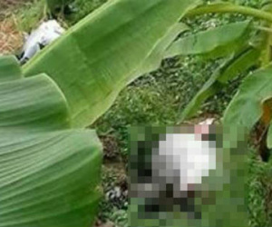 Bàng hoàng phát hiện thi thể cô gái trẻ trong bụi cỏ