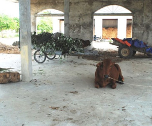Trung tâm thương mại 14 tỷ hoang phế ở huyện nghèo