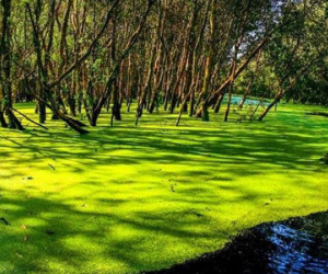 Miền Tây Nam Bộ thu nhỏ ở An Giang
