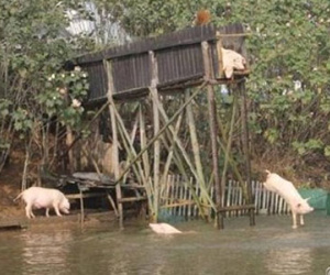 Lão nông cho lợn nhảy cầu tập bơi để... tăng độ ngon của thịt