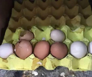 Vợ bán trứng gà, chồng hốt hoảng nhờ cả cảnh sát lùng sục người mua vì lý do "chết người"
