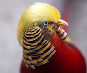 Chú vẹt giống Donald Trump lọt vào top ảnh tuần