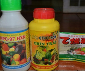 Rợn người nghe dân buôn kể "thuốc thần kỳ" thúc chín hoa quả