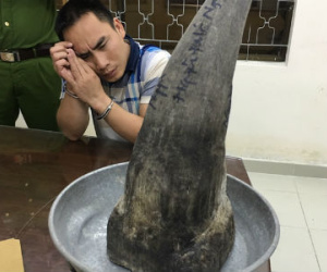 Sừng tê giác nặng 4kg được "xách tay" qua đường hàng không