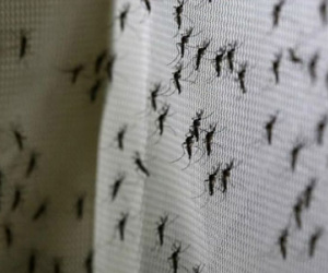 Virus Zika không còn là tình trạng khẩn cấp toàn cầu