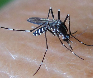 9 thai phụ Sài Gòn nhiễm virus Zika