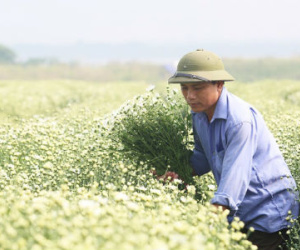 Cúc họa mi, hoa dại giúp nông dân đổi đời