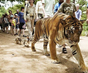 Đại gia dắt hổ đi dạo trong khu mua sắm, bé gái 6 tuổi bị vồ suýt chết