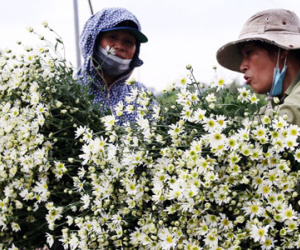 Cúc họa mi được mùa, được giá, nông dân Nhật Tân vui mừng bỏ túi cả trăm triệu đồng