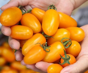 Dân Việt ăn sang: Lợn tẩm bổ thuốc bắc, cà chua bón trứng sữa