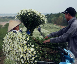 Kiếm cả trăm triệu đồng nhờ trồng Cúc họa mi