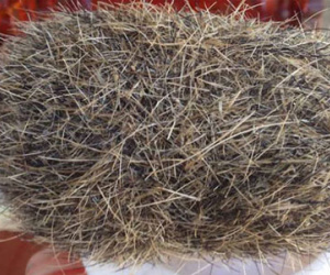 Mổ lợn nái, phát hiện cát lợn nặng gần 1kg