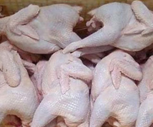 Bí ẩn gà không đầu, không chân giá rẻ bán đầy Hà Nội