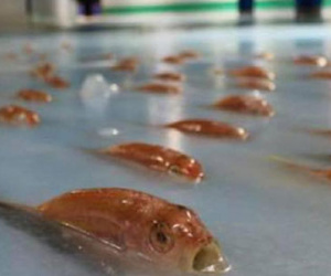 "Choáng" với sân băng dùng hàng nghìn con cá thật để trang trí