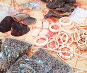 Phát hiện 3,3 kg nghi là ngà voi, sừng tê giác