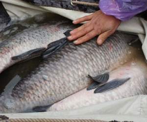 Bốn đại gia tranh nhau con cá trắm đen 10 kg ăn Tết