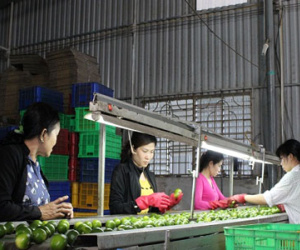 Thưởng tết 2017: DN nông nghiệp cố mức thưởng “coi cho được”