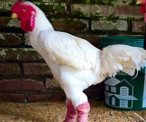 100 triệu mua gà quý ăn Tết: Lùng khắp Bắc Bộ chiều đại gia