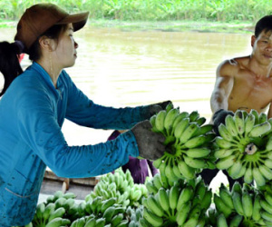 Chuối Cà Mau còn 2.000 đồng một nải