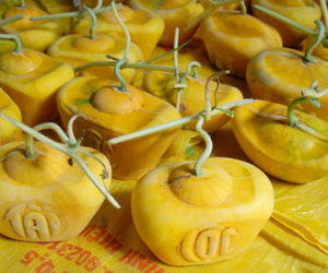 Cha đẻ của dưa thỏi vàng miền Tây để 2 tháng chưa hư kể chuyện