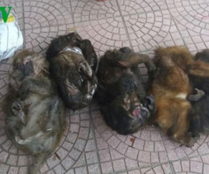 Bắt hai đối tượng vận chuyển trái phép 7 cá thể khỉ mặt đỏ