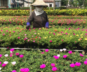 Mưa đêm, ngày nắng gắt… dân trồng hoa Tết lo sốt vó