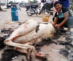 Hà Nội: Cá sấu, lợn rừng, đà điểu... được mổ bán ngay "đại lý" ở vỉa hè