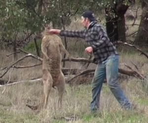 “Đấu tay đôi” với kangaroo để giải cứu chó cưng bị “bắt nạt”